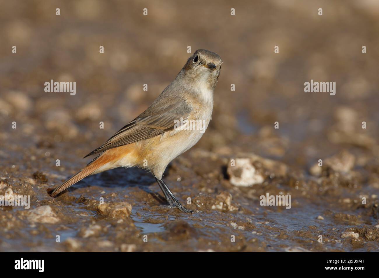 Common Redstart, Pizzoli (AQ), Italy, August 2017 Stock Photo