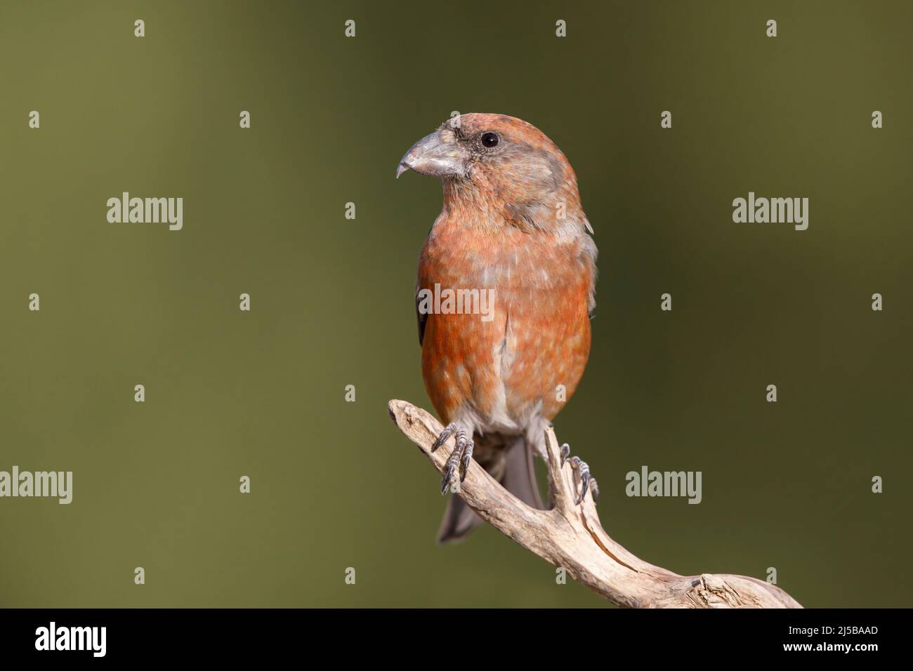 Red Crossbill, Pizzoli (AQ), Italy, August 2017 Stock Photo