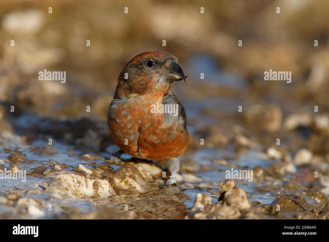 Red Crossbill, Pizzoli (AQ), Italy, August 2017 Stock Photo