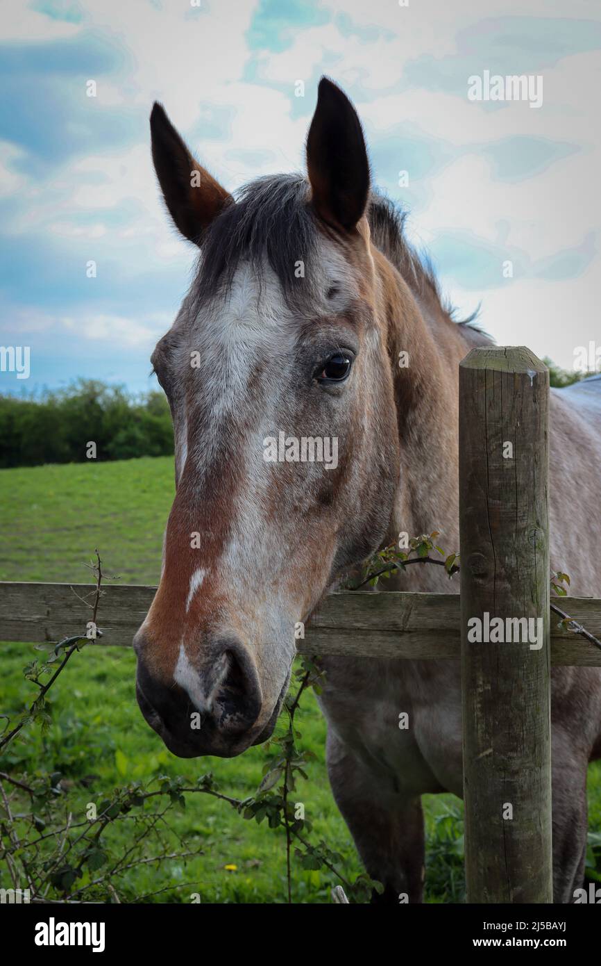 Head shot of a brown horse Stock Photo