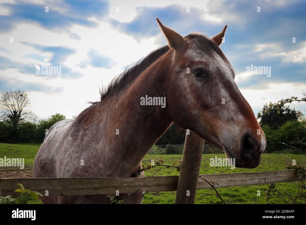 Head shot of a brown horse Stock Photo