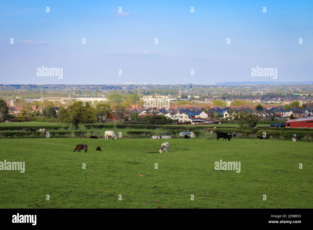 Horses in a field overlooking Welsh countryside, looking towards Helsby Hill Stock Photo