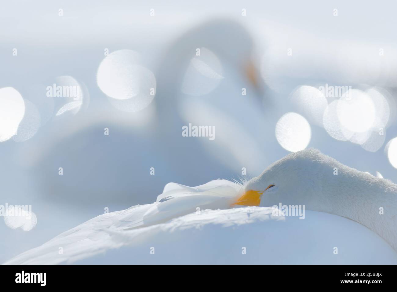 Art view of swans. Whooper Swan, Cygnus cygnus, bird portrait with open bill, Lake Kusharo, other blurred swan in the background, winter scene with sn Stock Photo