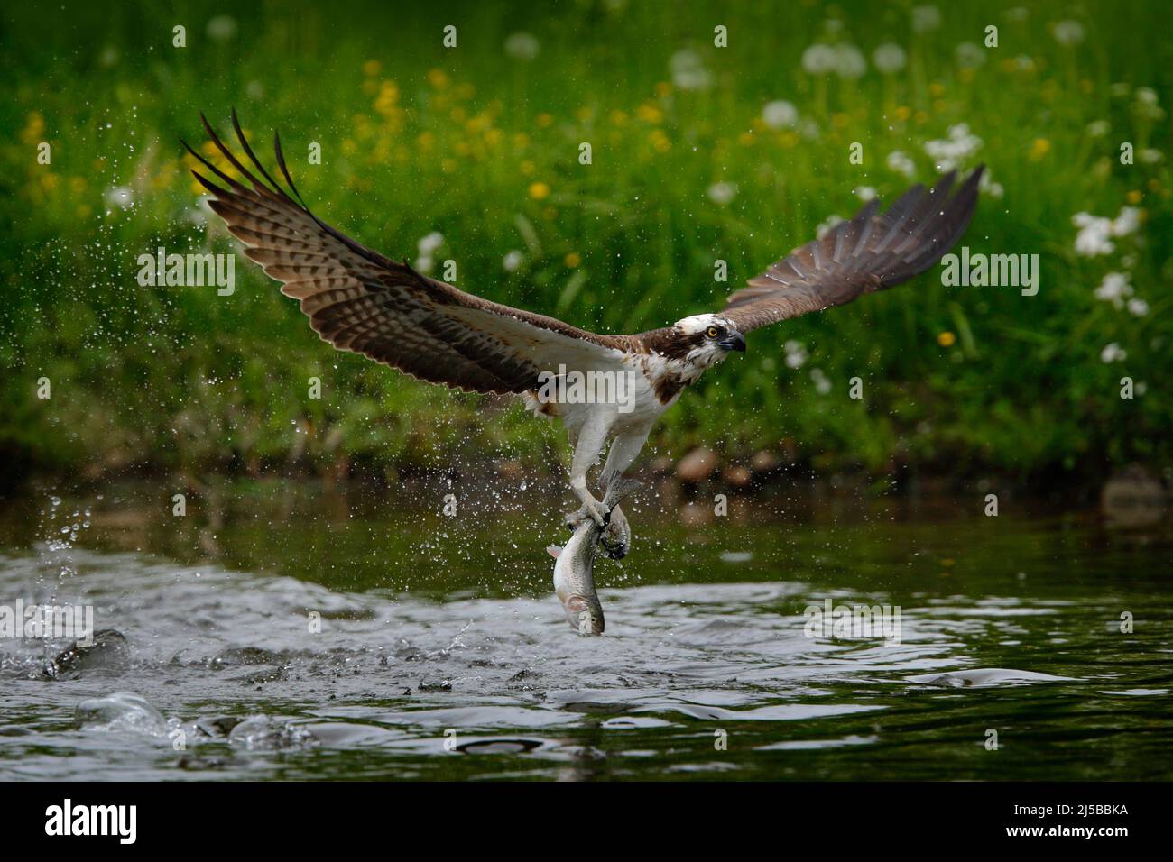 Osprey catching fish. Flying osprey with fish. Action scene with