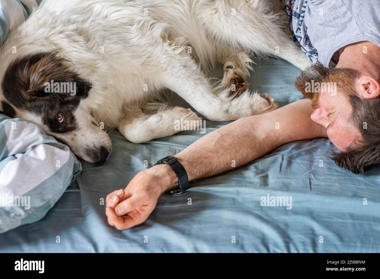 man and cute white dog sleeping in bed Stock Photo - Alamy