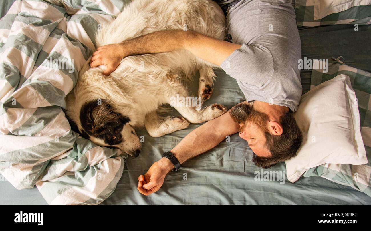 man and cute white dog sleeping in bed Stock Photo - Alamy
