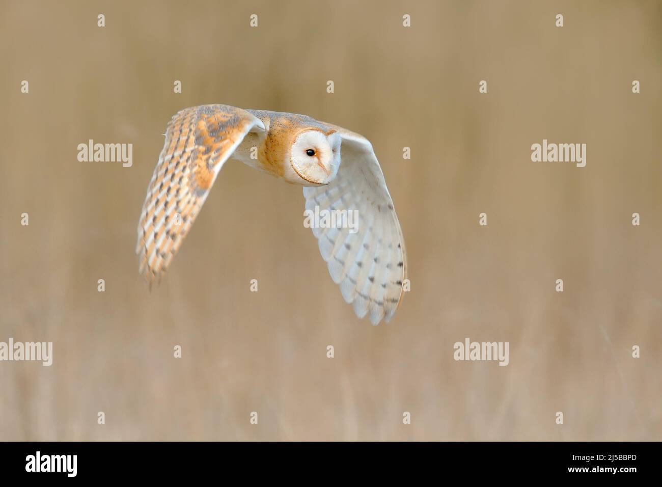 flying-barn-owl-wild-bird-in-morning-nice-light-animal-in-the-nature