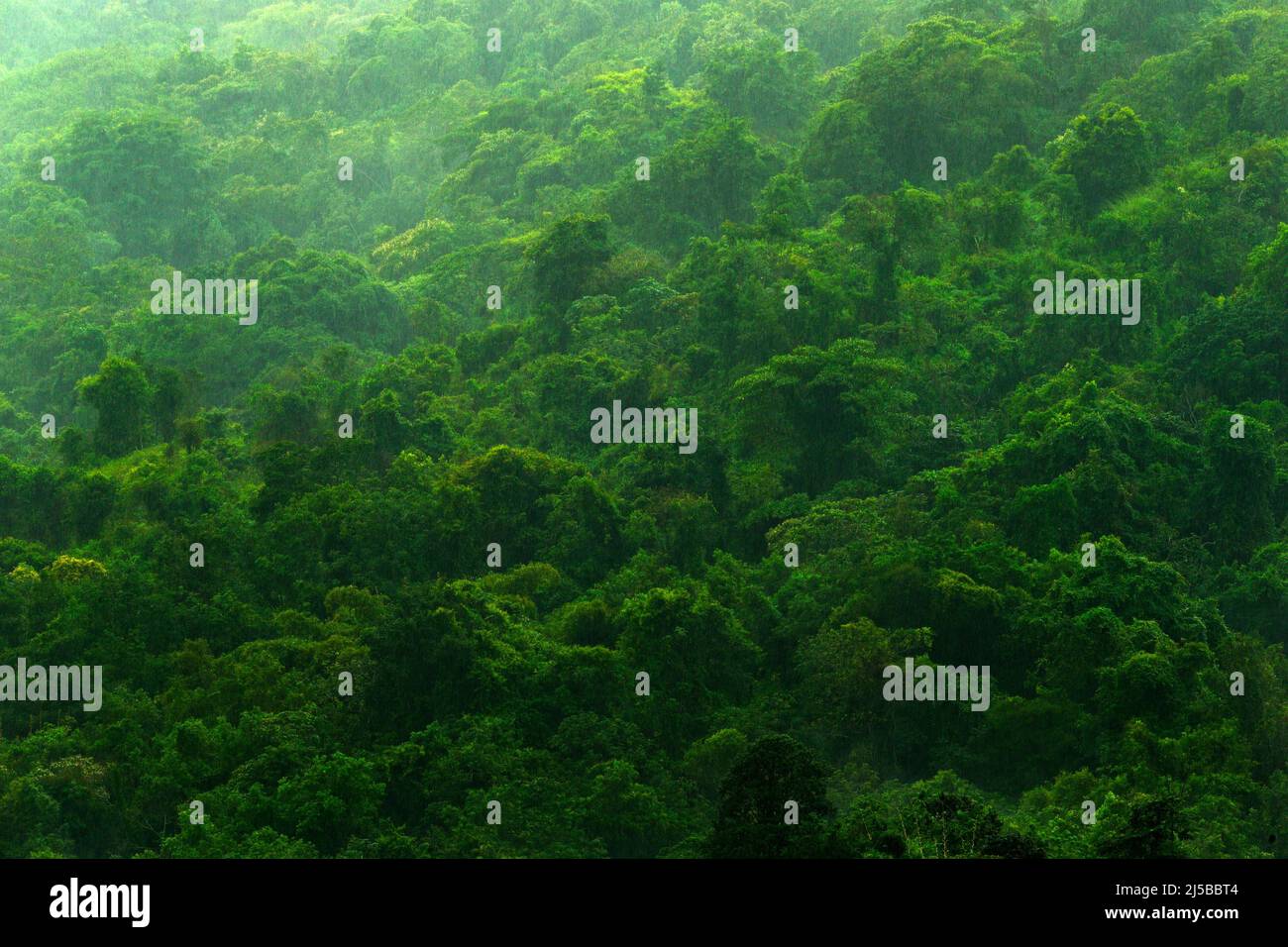 Green jungle hi-res stock photography and images - Alamy