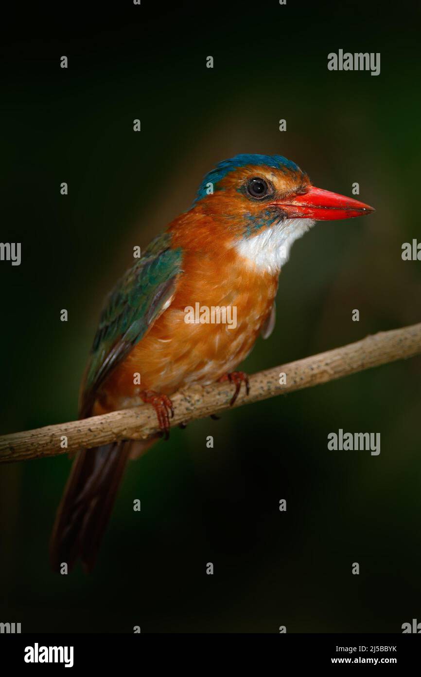Rare exotic kingfishers from Sulawesi, Indonesia. Blue-headed Kingfisher, Actenoides monachus, sitting on branch in the green tropic forest. Beautiful Stock Photo
