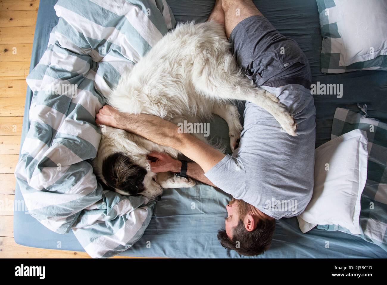 man and cute white dog sleeping in bed Stock Photo - Alamy