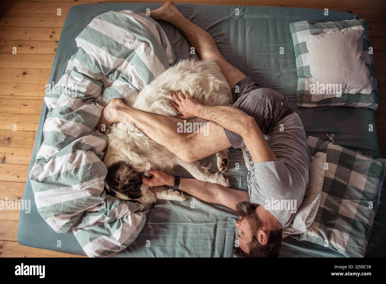 man and cute white dog sleeping in bed Stock Photo - Alamy