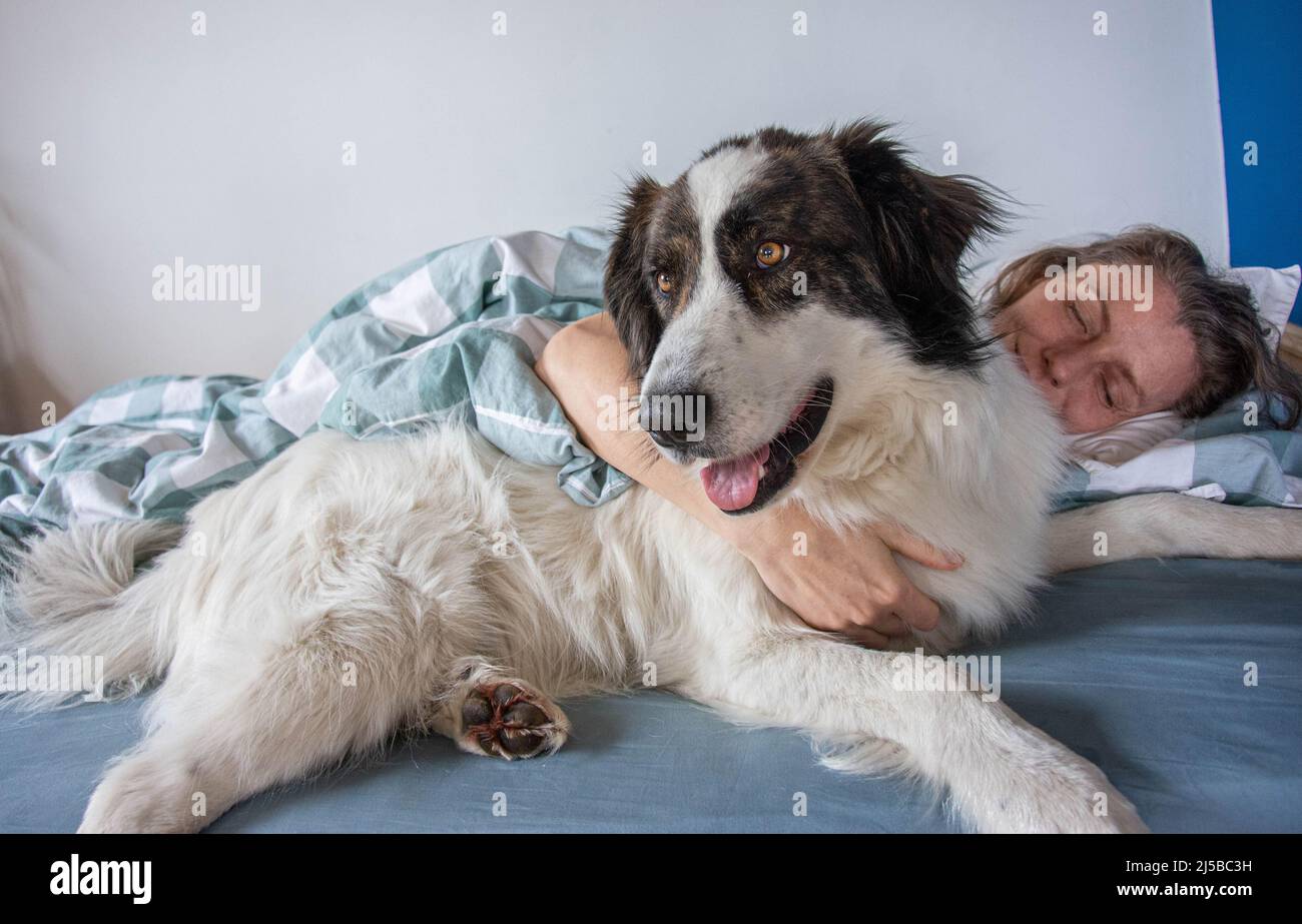 woman and cute white dog sleeping in bed Stock Photo - Alamy