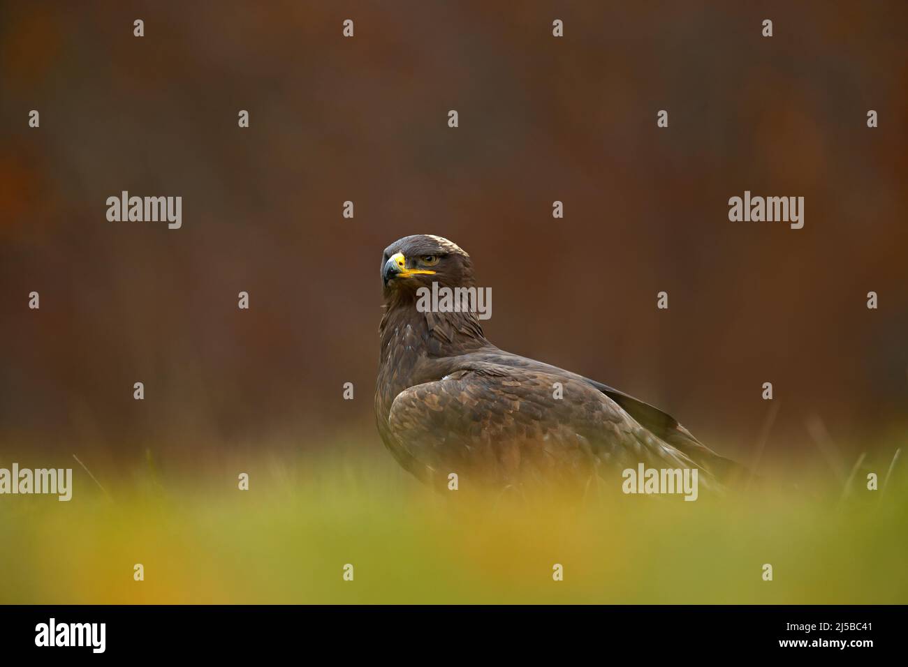 Birds of Prey on the Meadow with Autumn Forest in the Background