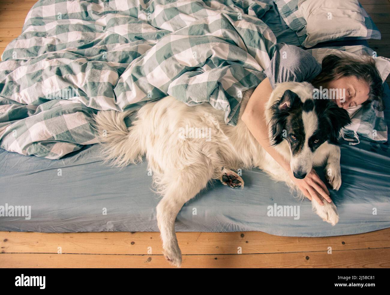 woman and cute white dog sleeping in bed Stock Photo - Alamy