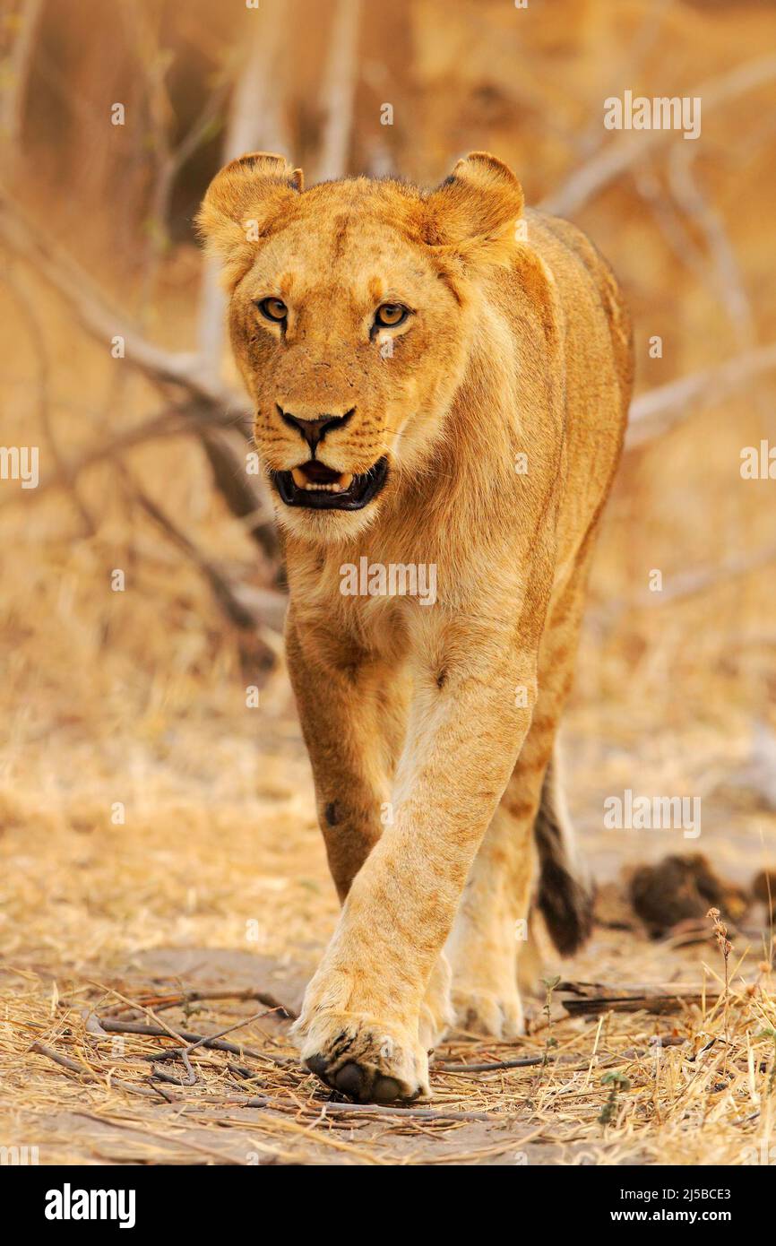 African lion, Panthera leo, detail portrait of big animal, evening sun ...