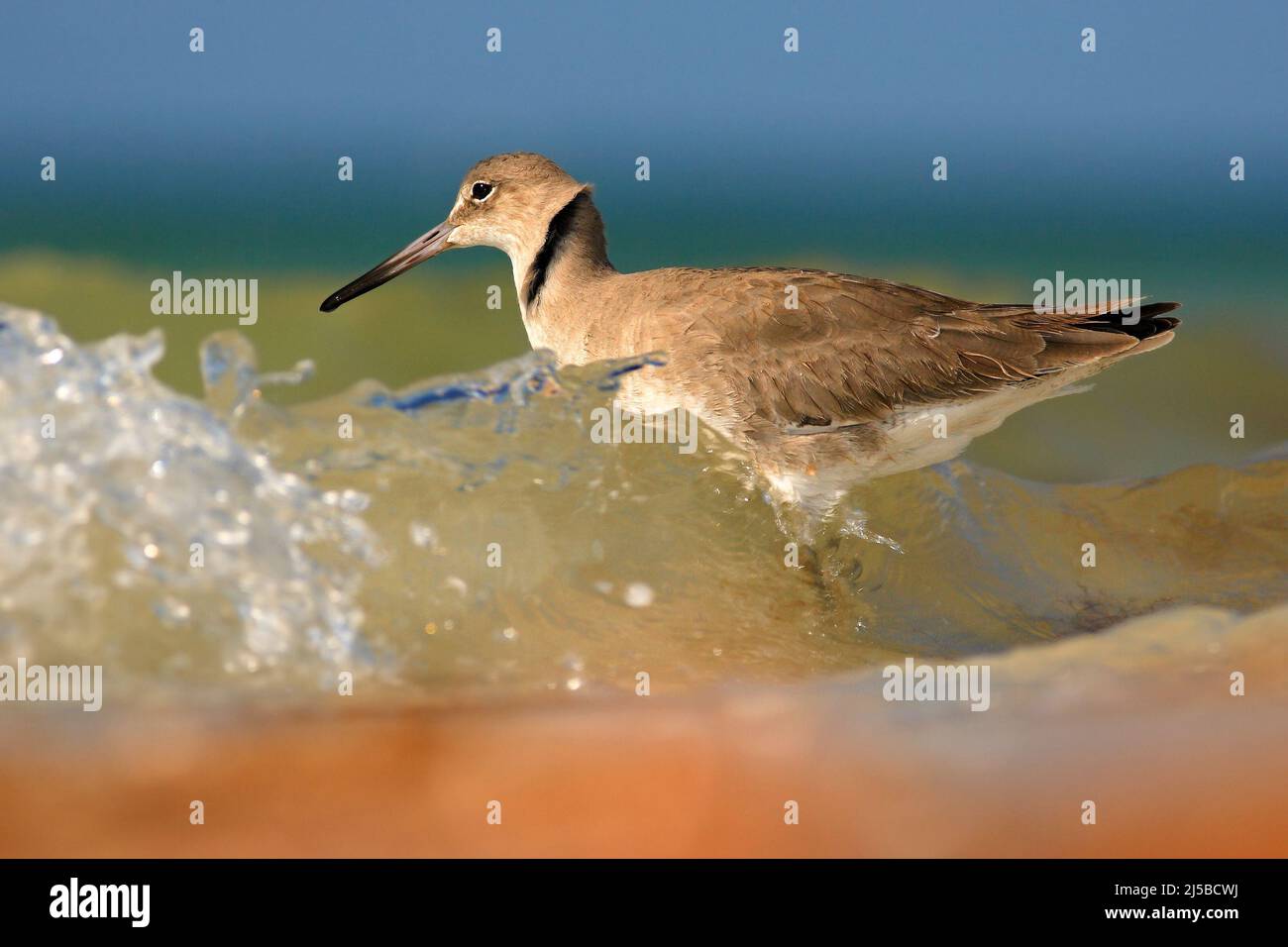 Willet, Catoptrophorus semipalmatus, sea water bird in the nature habitat. Animal on the ocean coast. Bird surfing in the waves. Bird in the sand beac Stock Photo