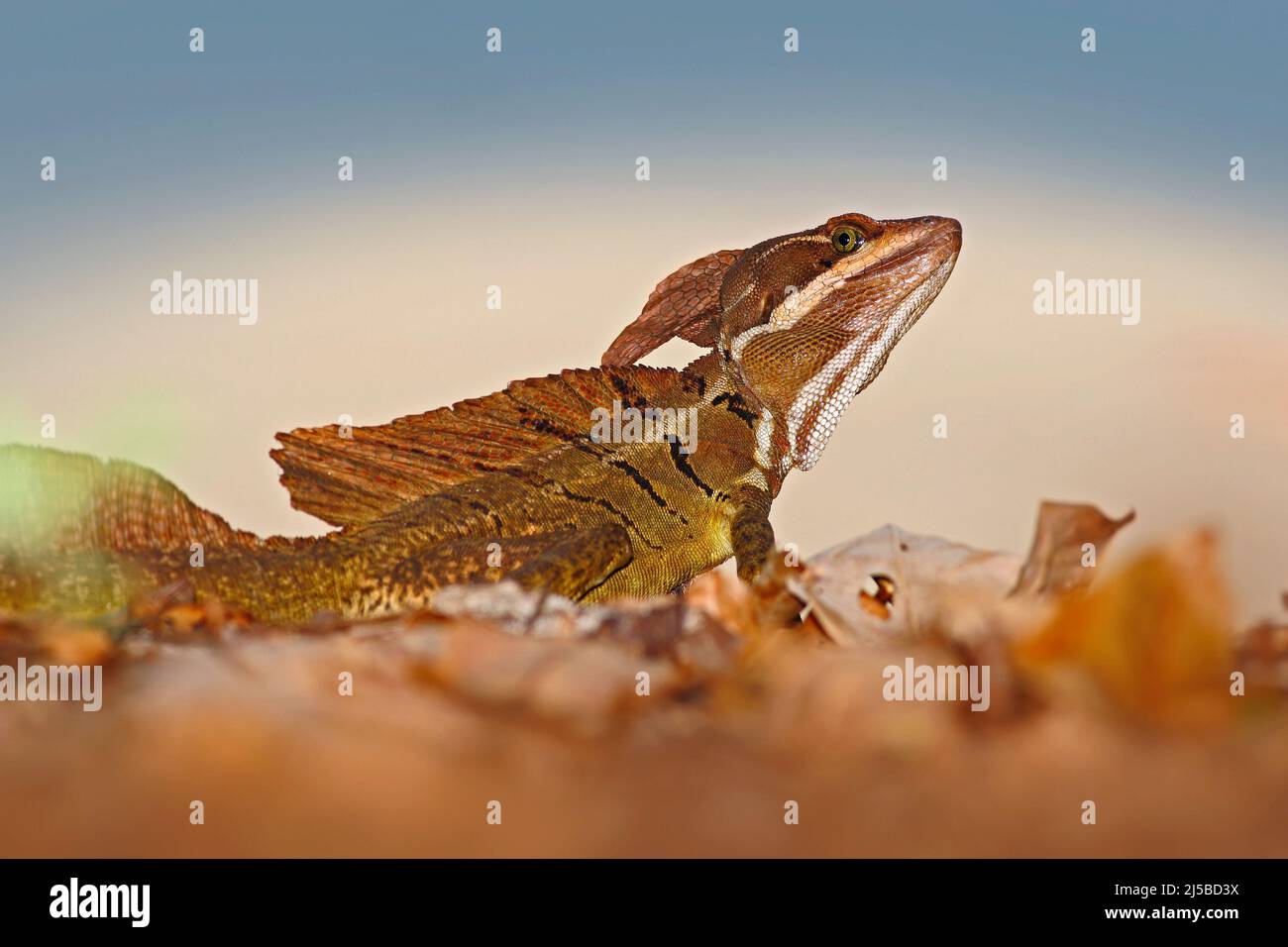 Brown Basilisk, Basiliscus vittatus, in the nature habitat. Beautiful
