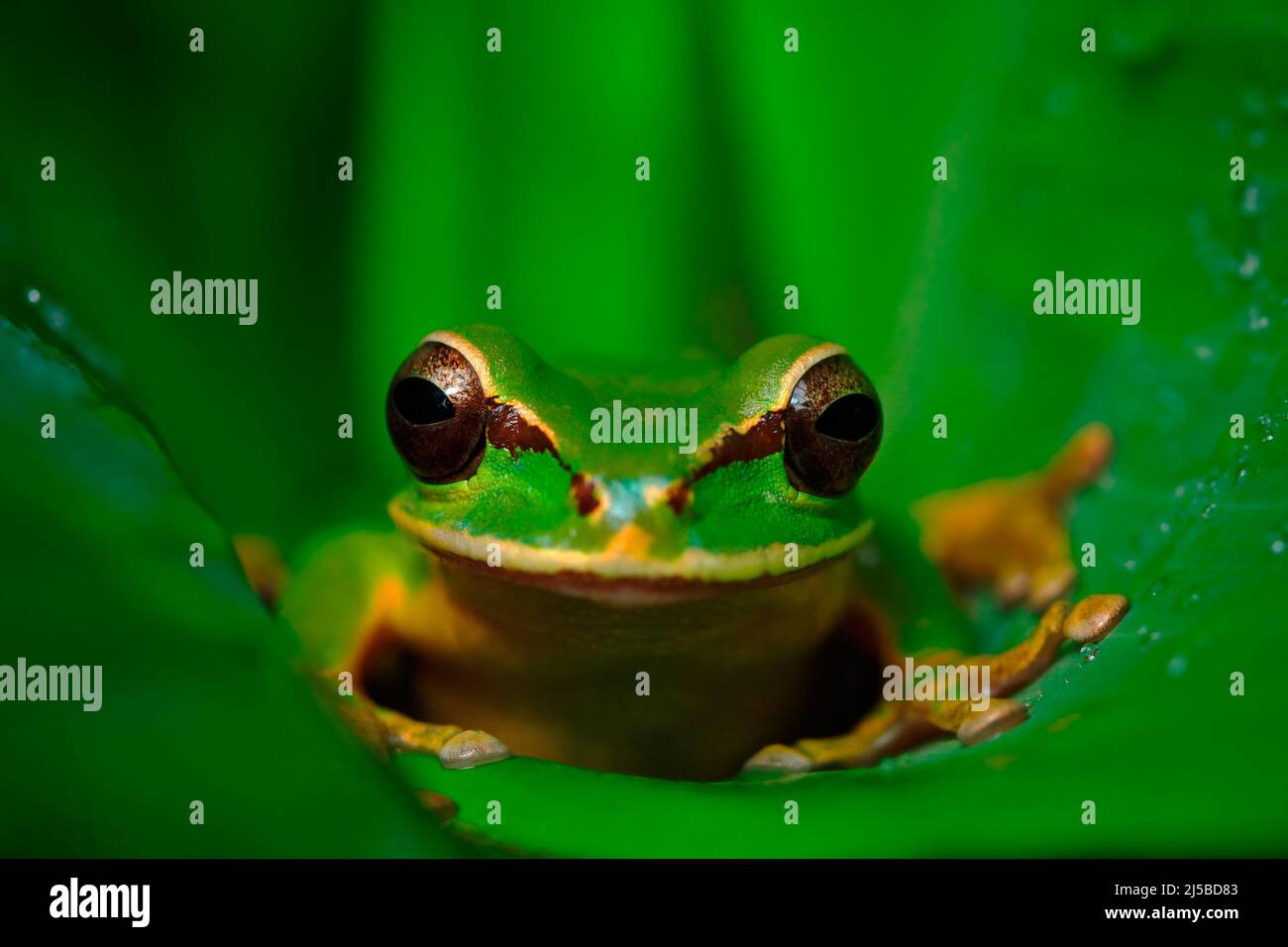beautiful-animal-in-tropic-forest-masked-smilisca-smilisca-phaeota