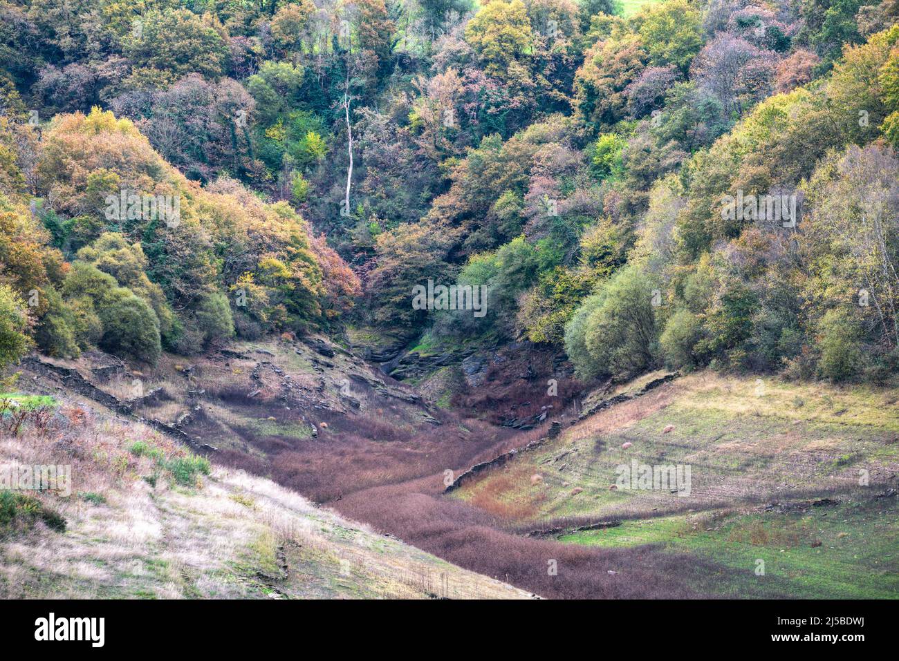 Thick forests of oak and chestnut trees on the riverbed of the Mino river near Portomarin in Lugo Galicia Stock Photo