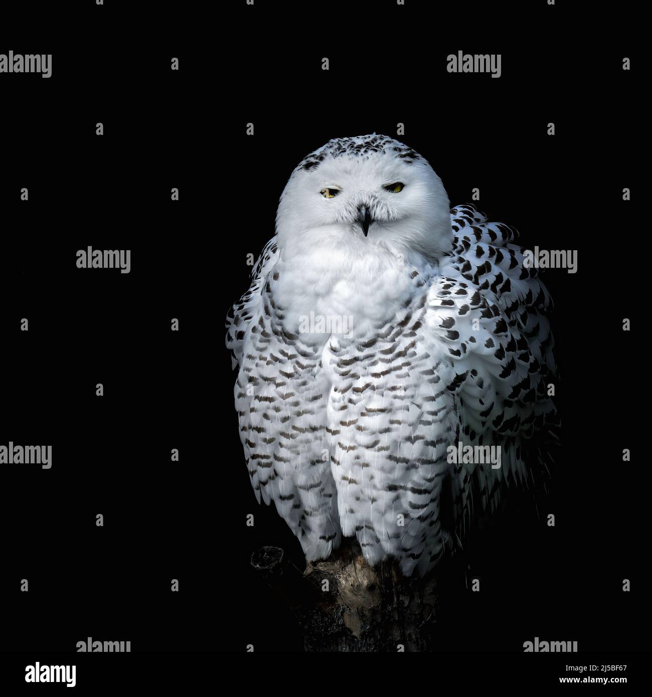 portrait of a snowy owl on black background Stock Photo