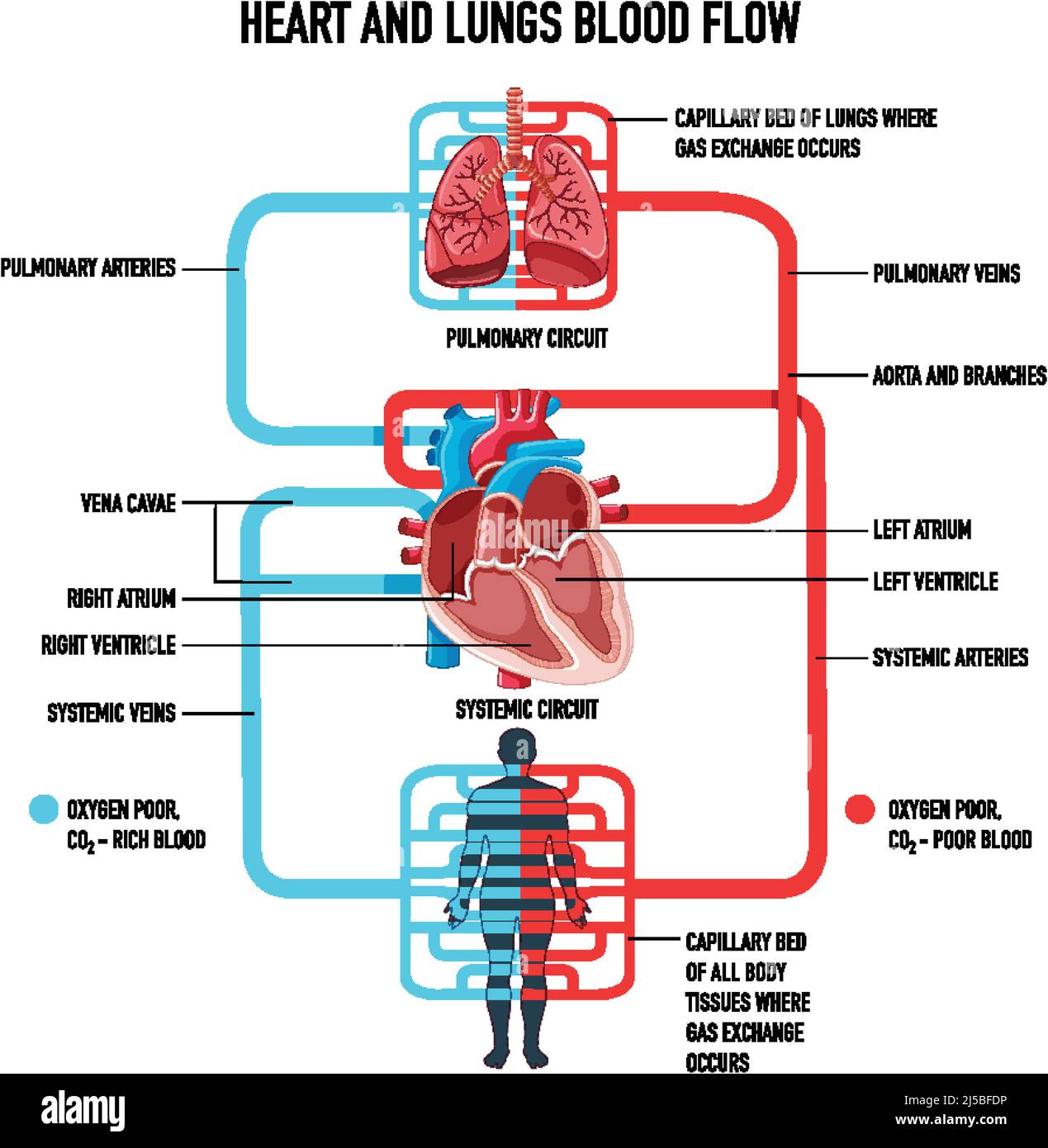 Diagram showing heart and lungs blood flow illustration Stock Vector