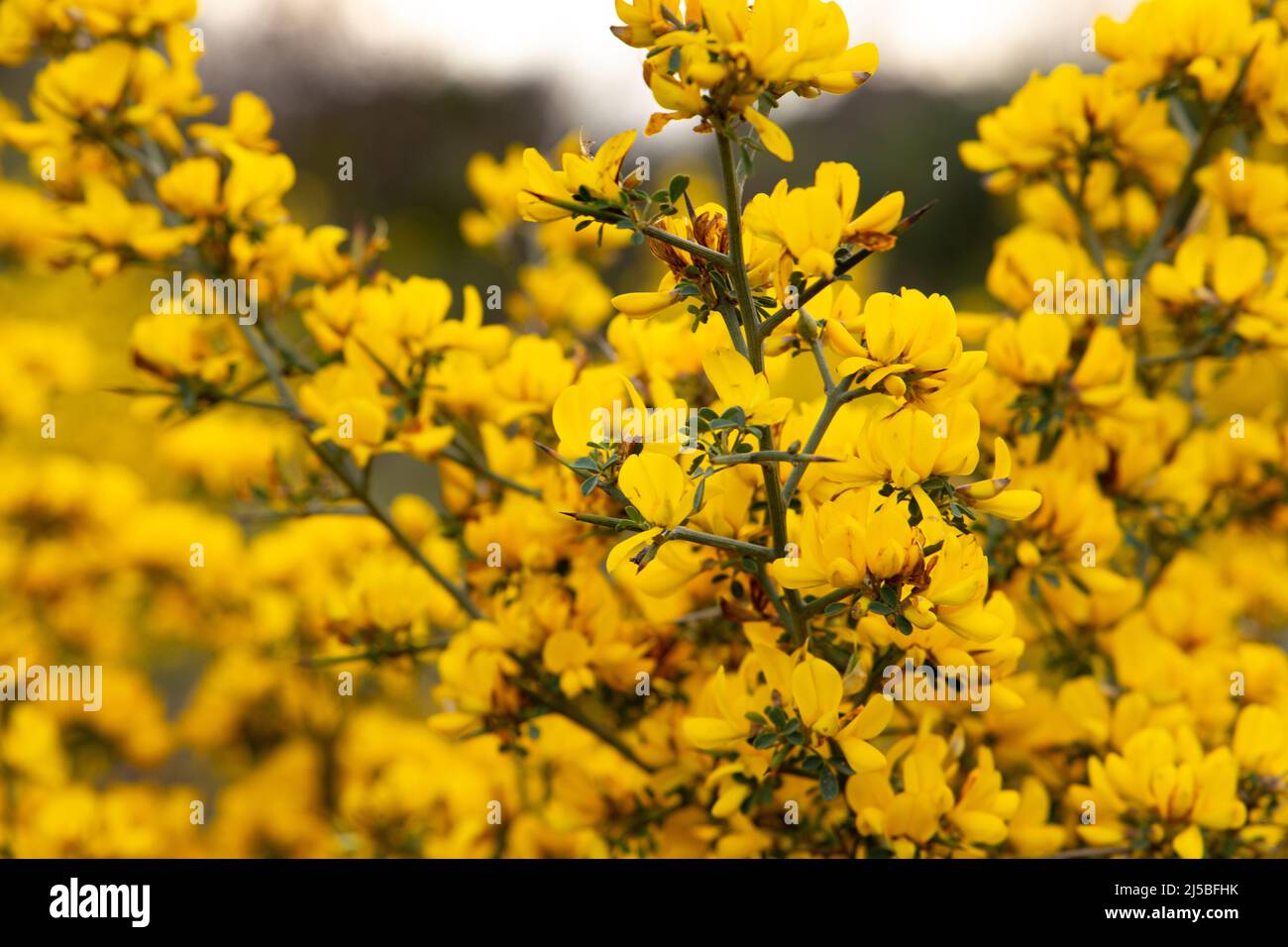 Genista hirsuta is a shrub of the Legume family. Genus of flowering plants in the legume family Stock Photo