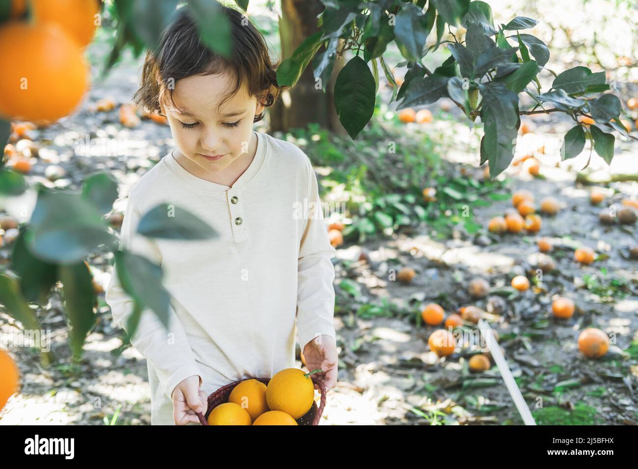 A little boy is holding a basket of bright oranges in his hands Stock ...