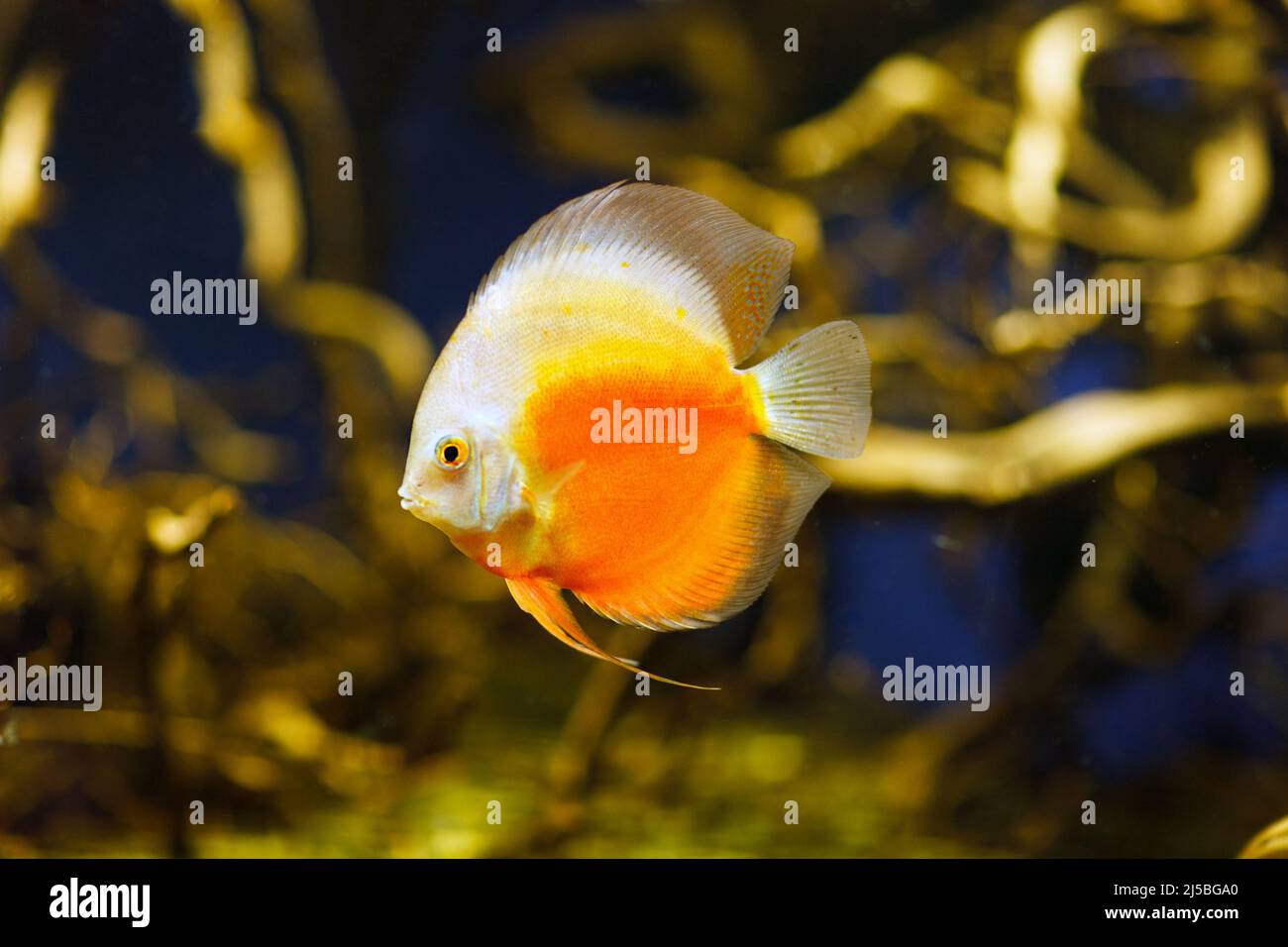 Discus fish on natural biotop in amazon river. Stock Photo
