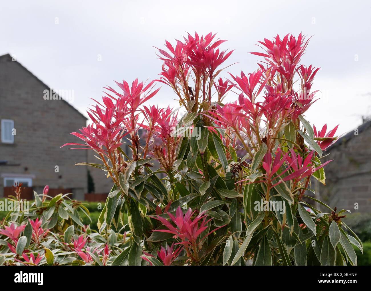 Fauna japonica hi-res stock photography and images - Alamy