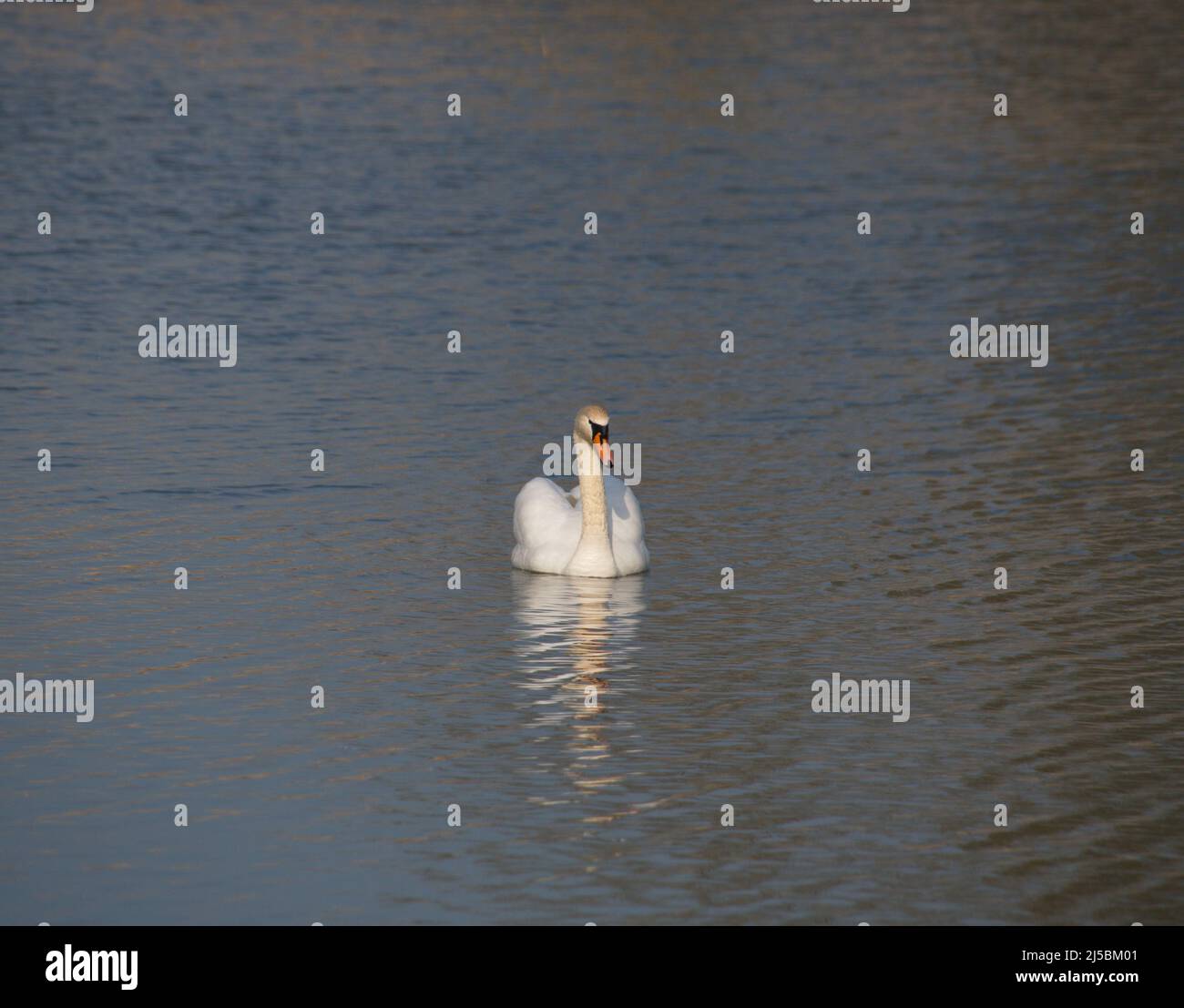 Photography of a swimming swan on lake Stock Photo