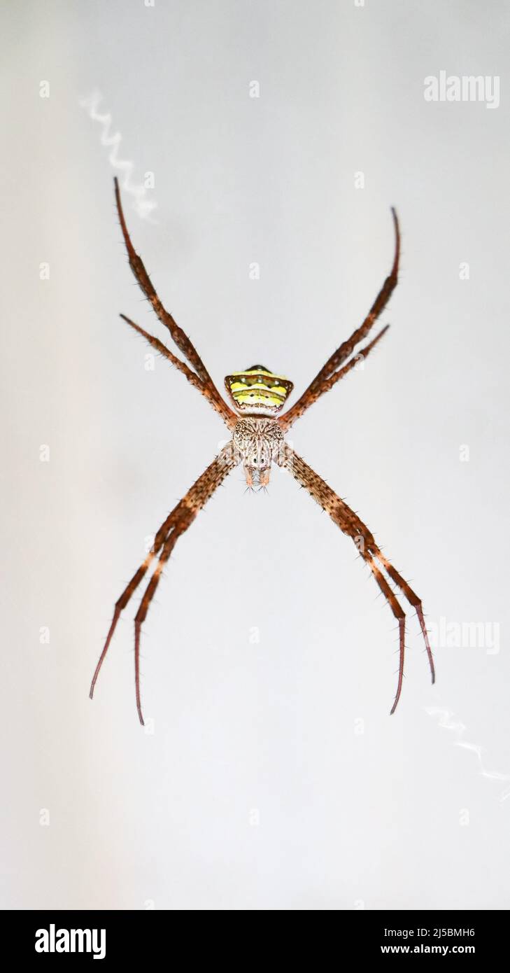a large spider with long legs and a scary face hanging from a web on a white wall while looking at the camera in the outdoor garden Stock Photo
