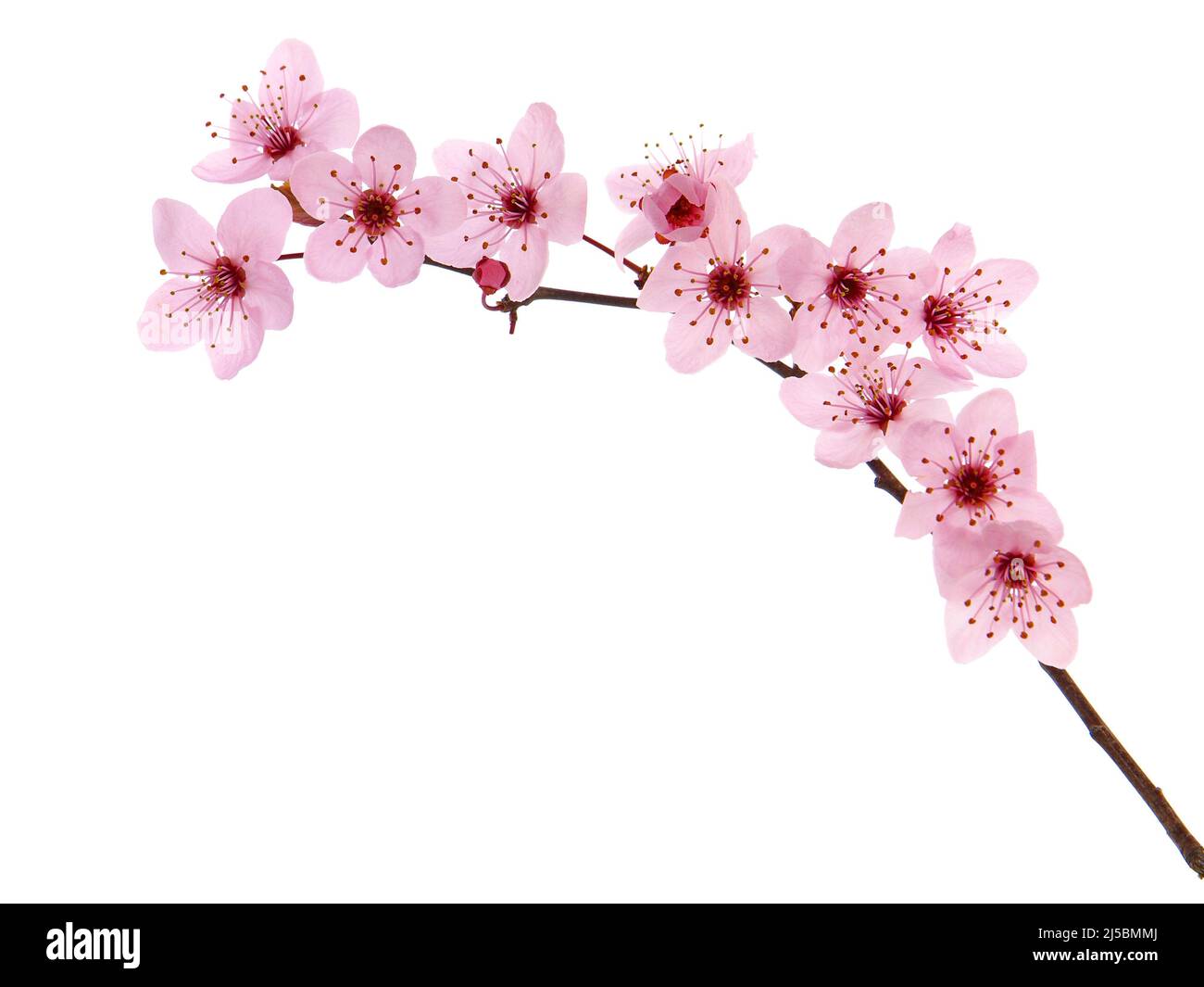 Pink cherry blossom branch in spring, isolated on white Stock Photo - Alamy