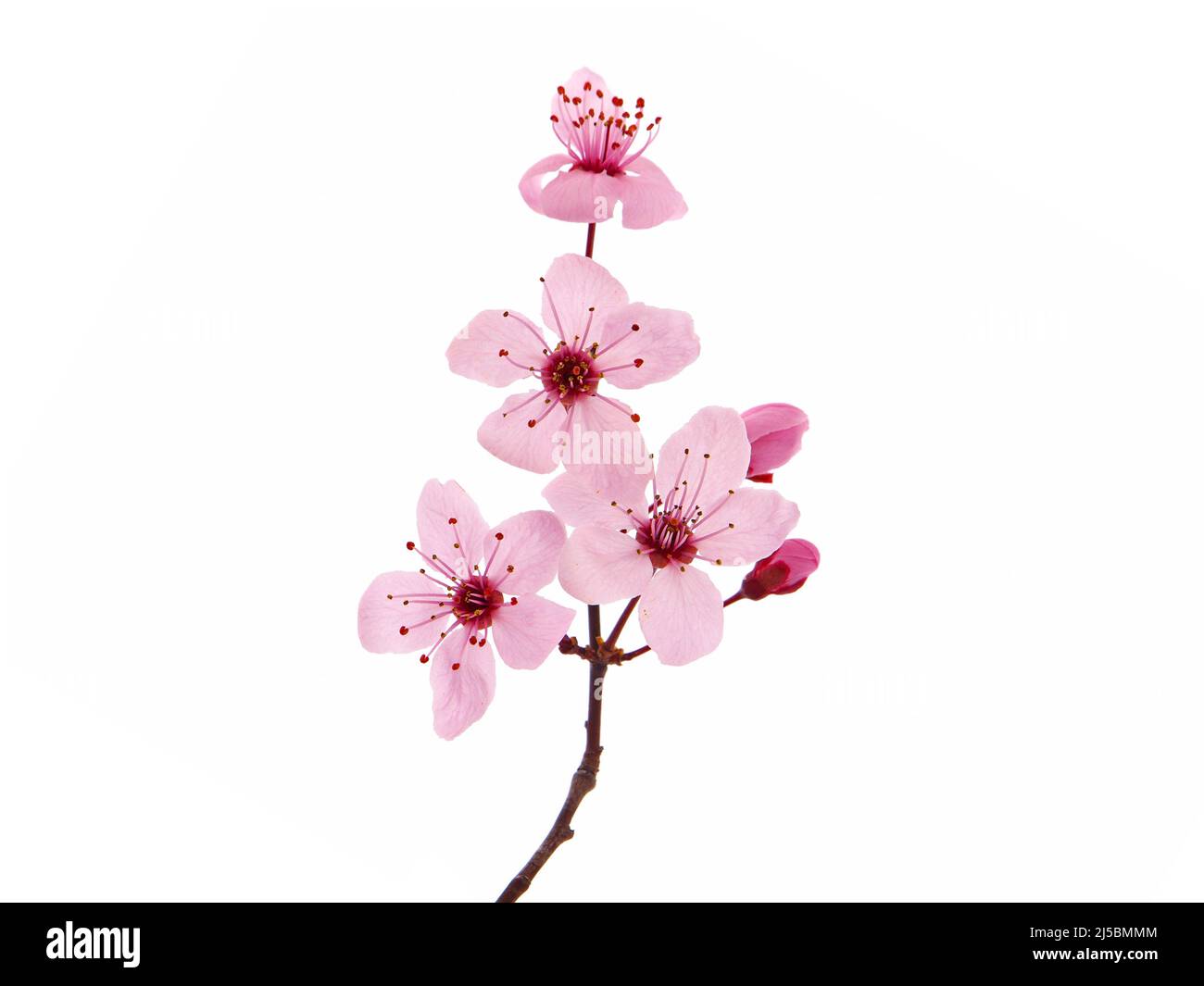 Pink cherry blossom branch in spring, isolated on white Stock Photo - Alamy, image size:1300x1065