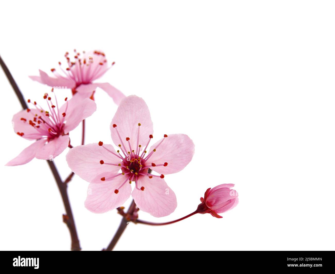 Pink cherry blossom branch in spring, isolated on white Stock Photo Alamy