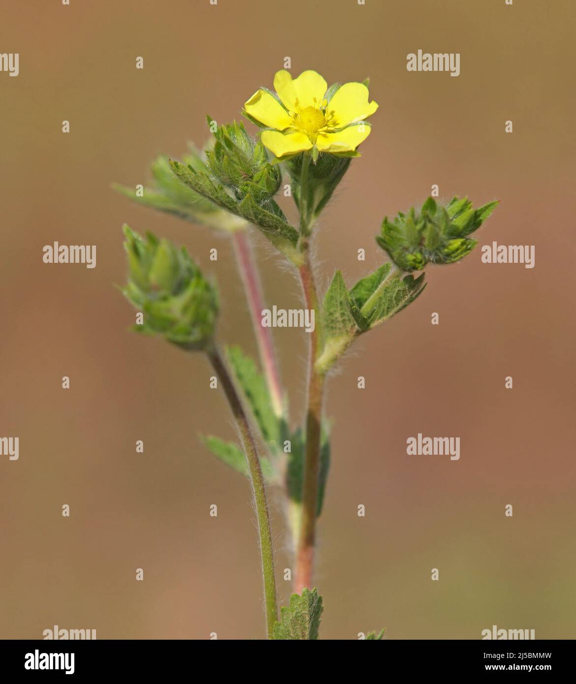 Yellow flowers of wild Sulphur cinquefoil. Potentilla recta Stock Photo