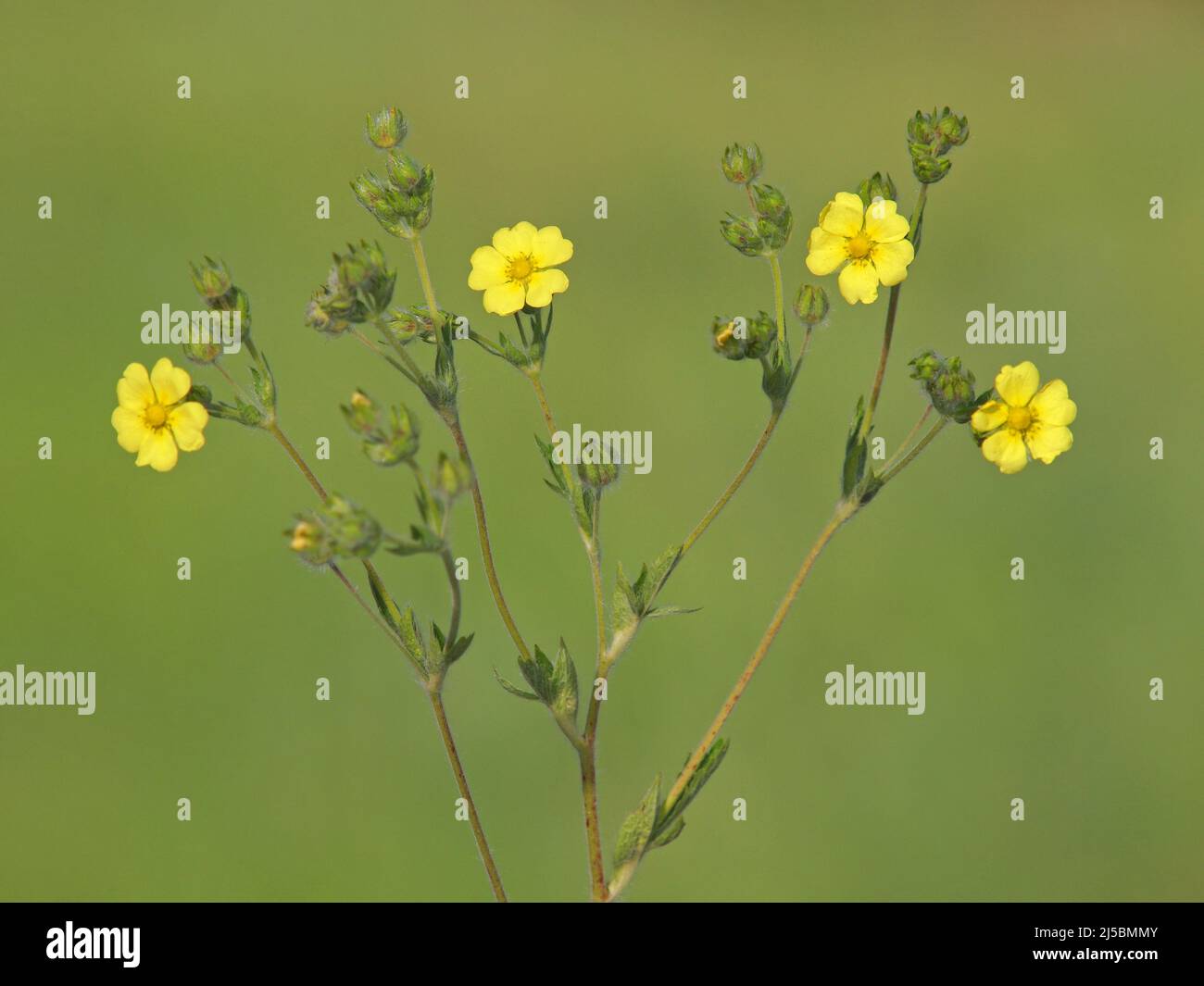 Yellow flowers of wild Sulphur cinquefoil. Potentilla recta Stock Photo