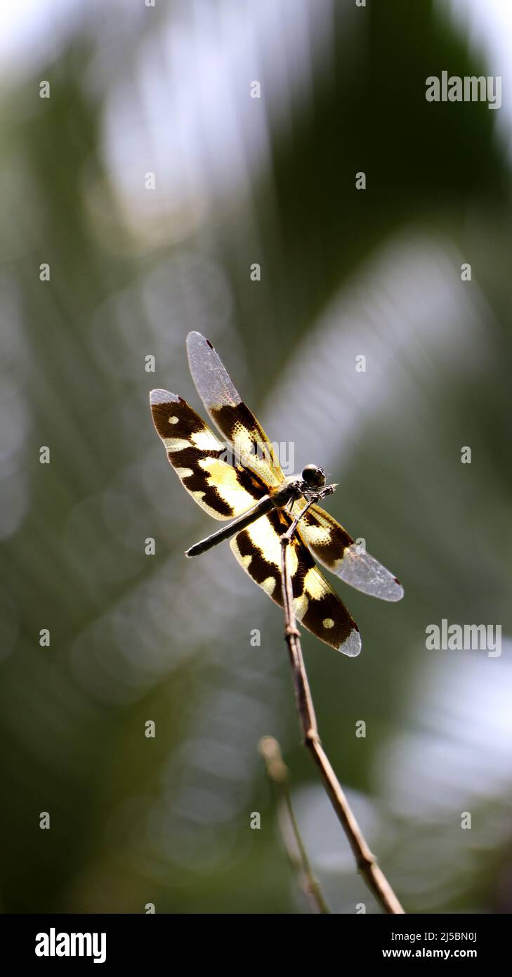 zoomed in vertical shot of a tiger dragonfly with yellow banded wings perching on top of a branch in the garden Stock Photo