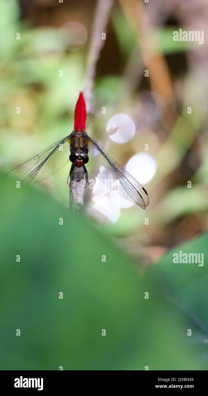 closeup macro shot of a scarlet red tailed dragonfly perching on a green leaf in the garden and looking at the camera with its compound eyes Stock Photo