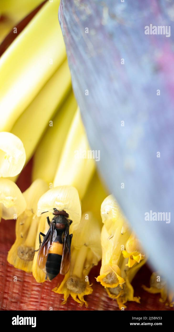 close-up vertical shot of a greater banded hornet drinking honey nectar from the yellow flower of a banana plant in the summer Stock Photo