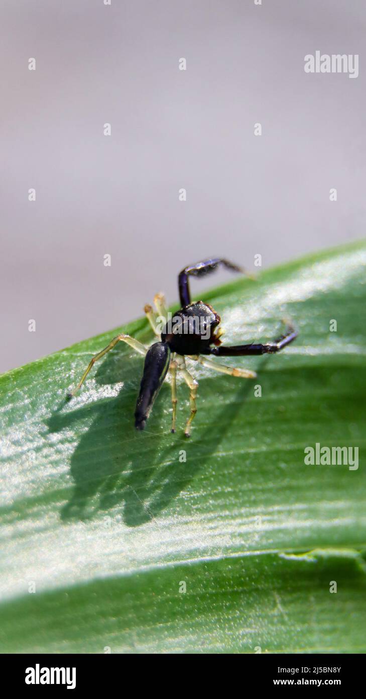 macro photography of a black scorpion mimic jumping spider standing on the edge of a green leaf Stock Photo