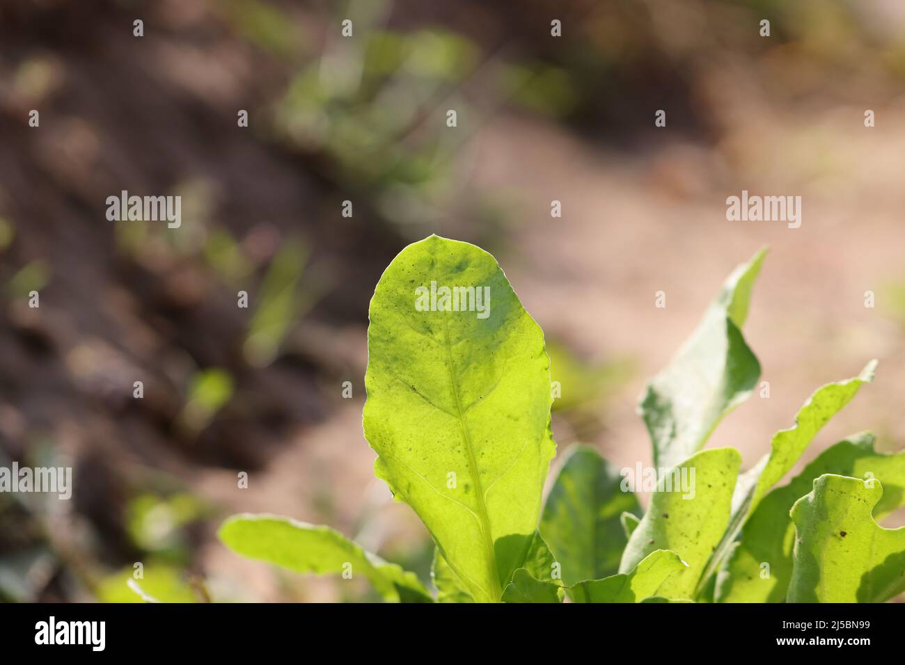 Close-up photo of spinach leaves with blur background Stock Photo - Alamy
