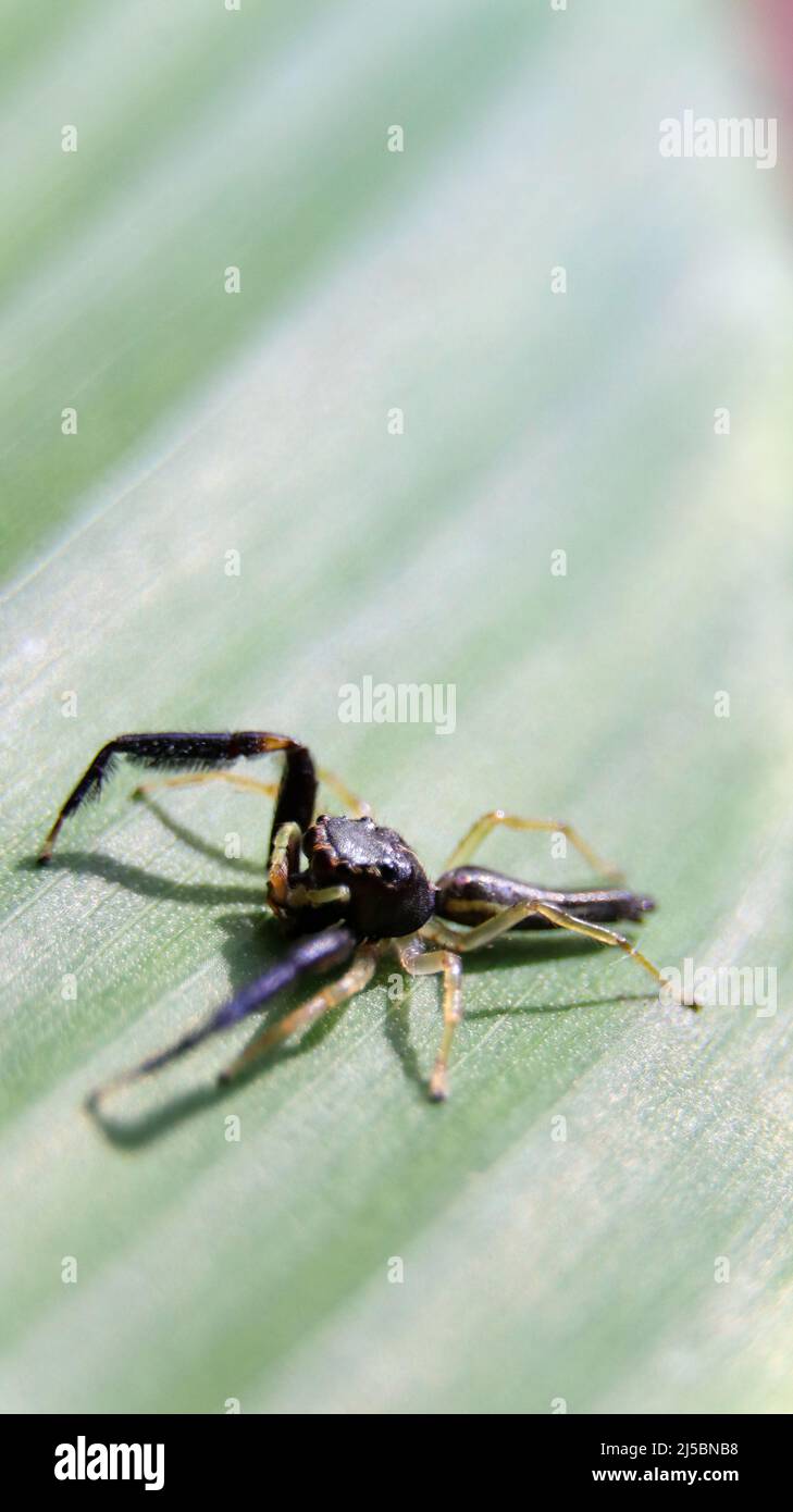 macro photography of a black scorpion mimic jumping spider seen on a green leaf Stock Photo