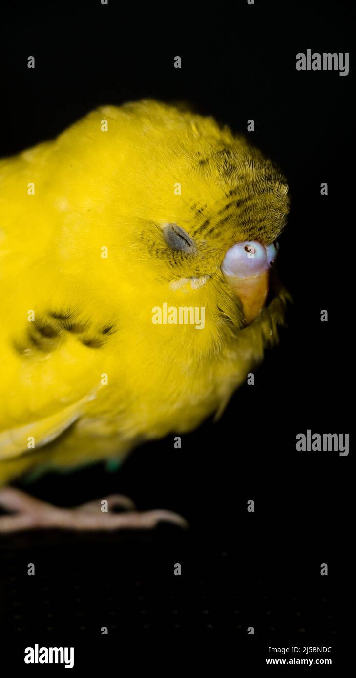 closeup shot of a budgie or budgerigar parrot with fluffy yellow feathers sleeping while standing isolated in a dark black background at night Stock Photo