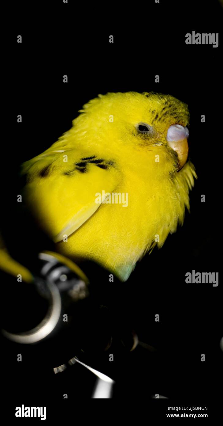closeup shot of a budgie or budgerigar parrot with fluffy yellow feathers standing on a steel bar and feeling sleepy isolated a dark black background Stock Photo