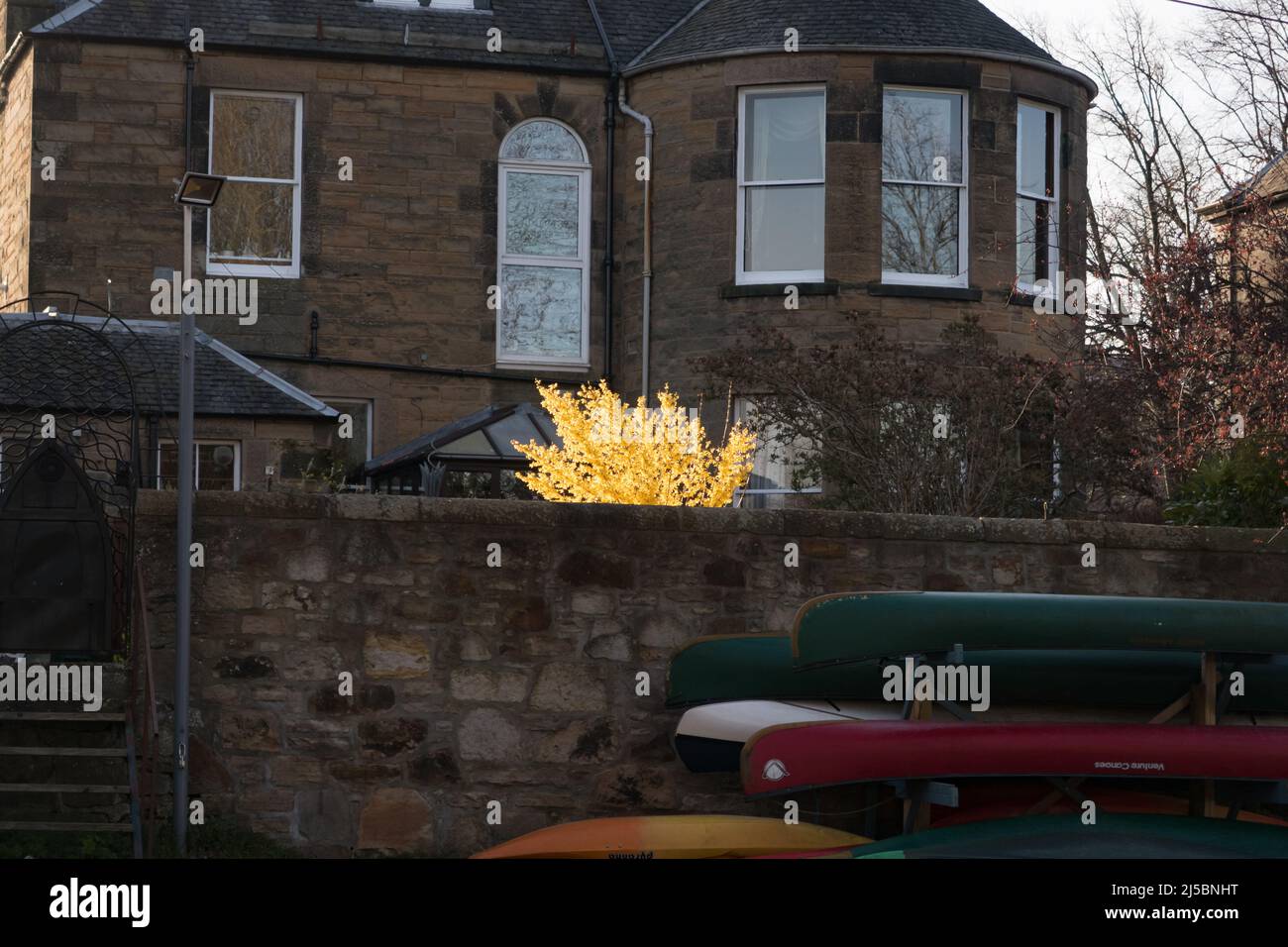 A laburnum plant in the sunlight Stock Photo