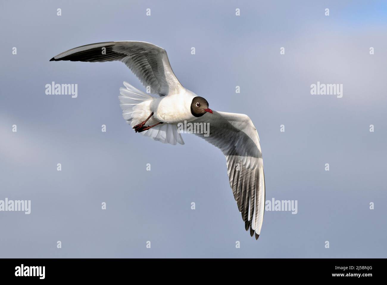 Black-headed gull in full swing Stock Photo