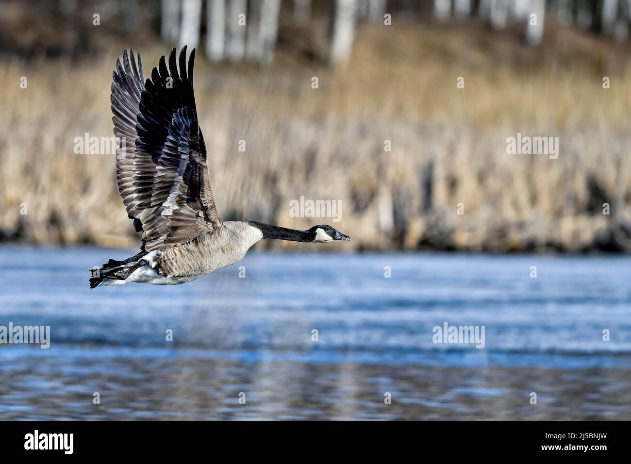 Canada goose in flight Stock Photo