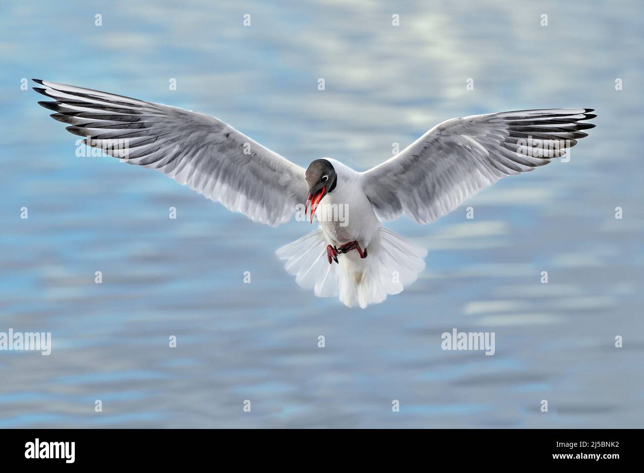 Black-headed Gull; Stand clear, I'm coming in... Stock Photo