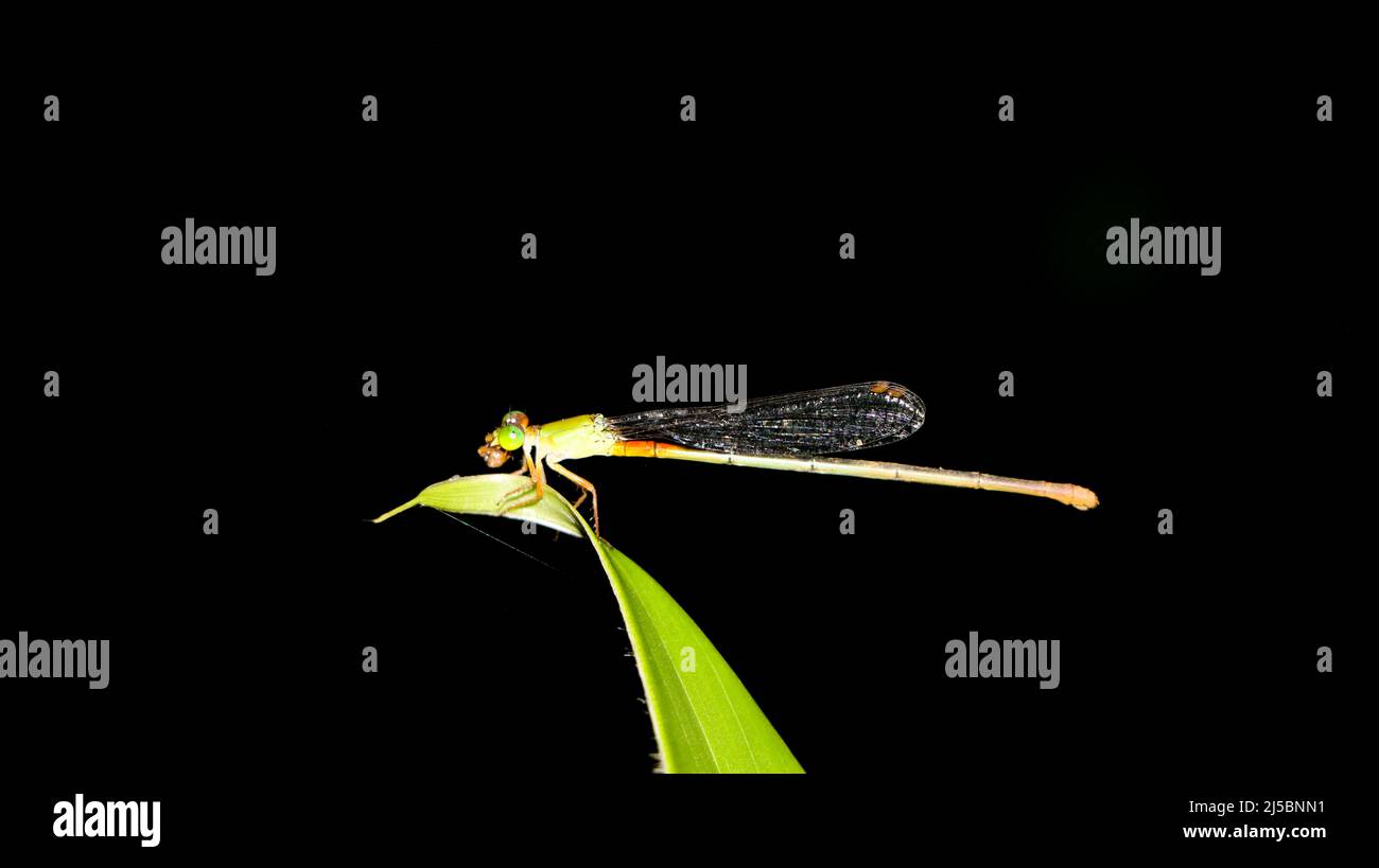 horizontal closeup shot of a tiny green dragonfly with a orange tipped tail perching on a leaf isolated in a black background Stock Photo