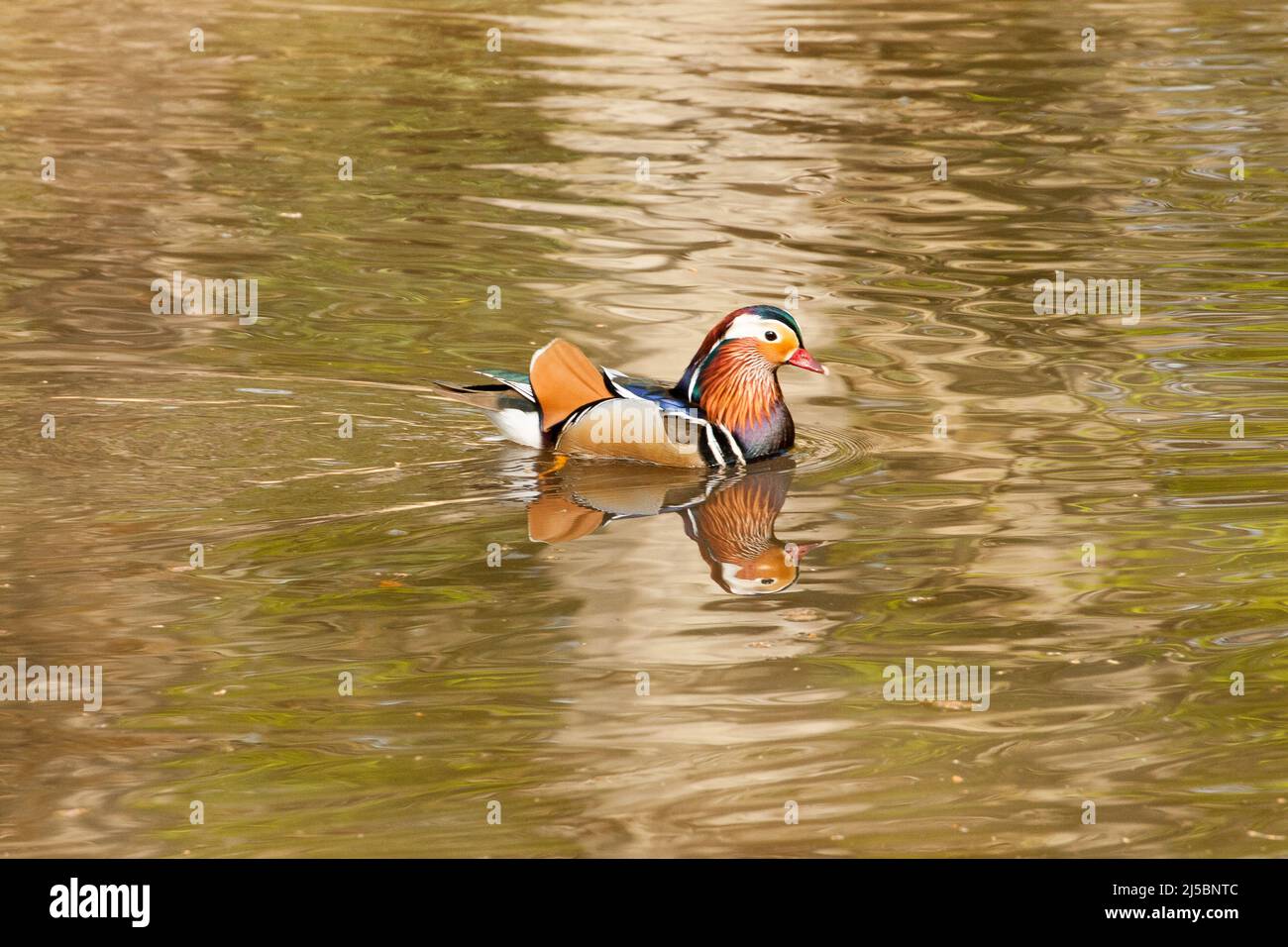 Strawberry Hill Pond Epping Forest Essex, England UK Europe Stock Photo